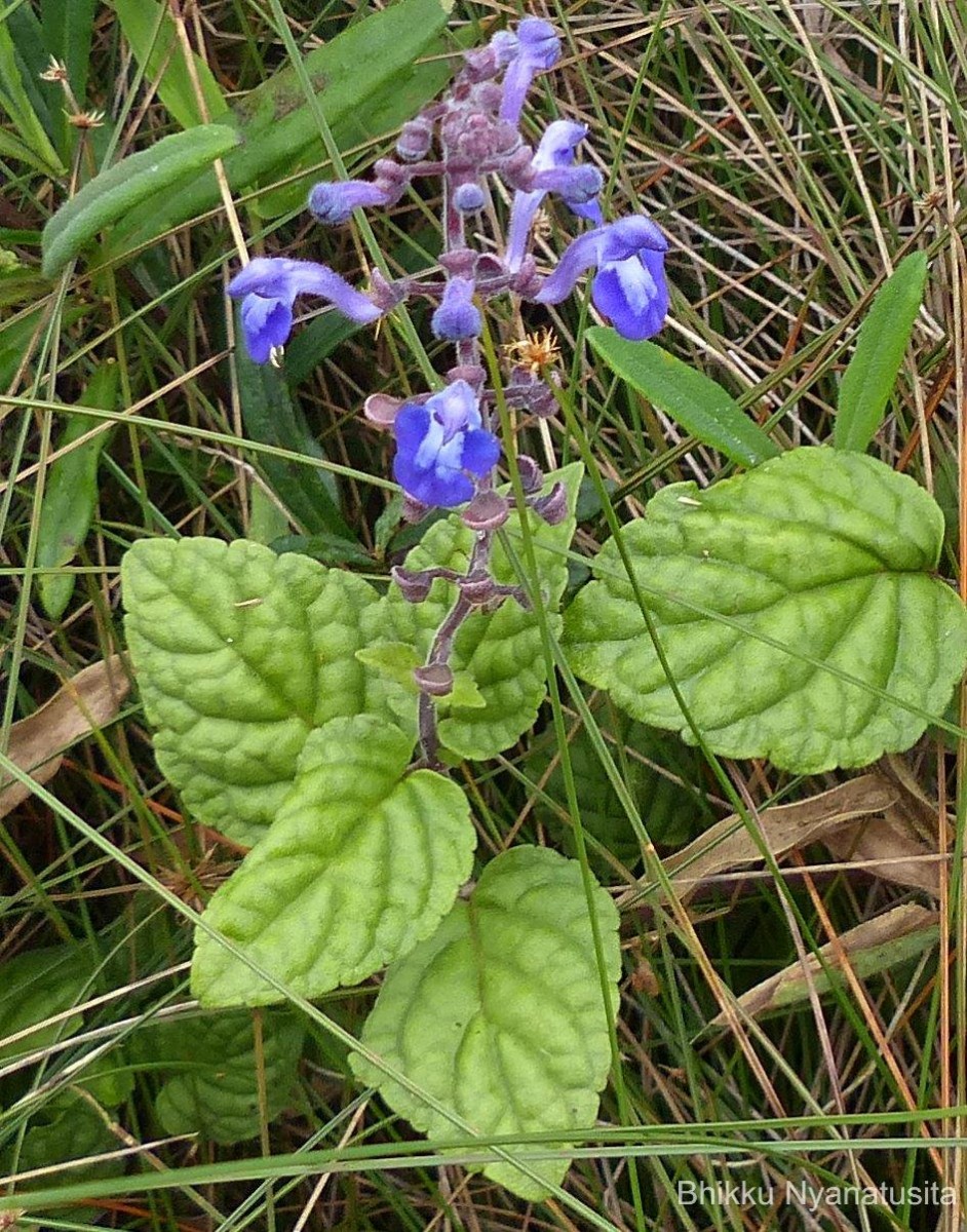 Scutellaria violacea var. violacea Heyne ex Benth.